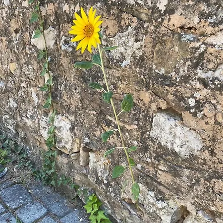 Oereghaz 1839 Gæstehus Csopak